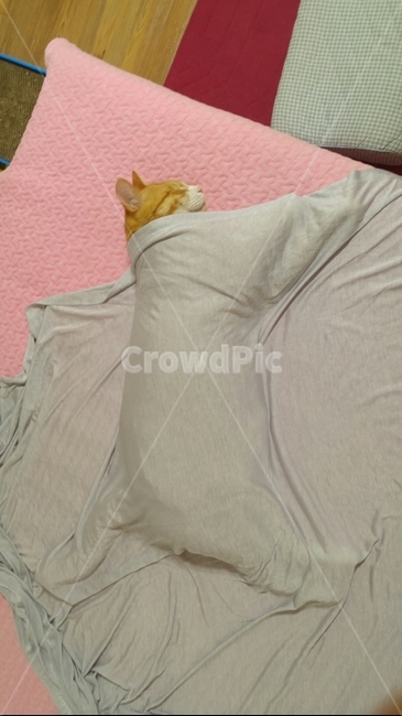 고양이,동물,반려묘,냥,냥이,집사,아기,애정
