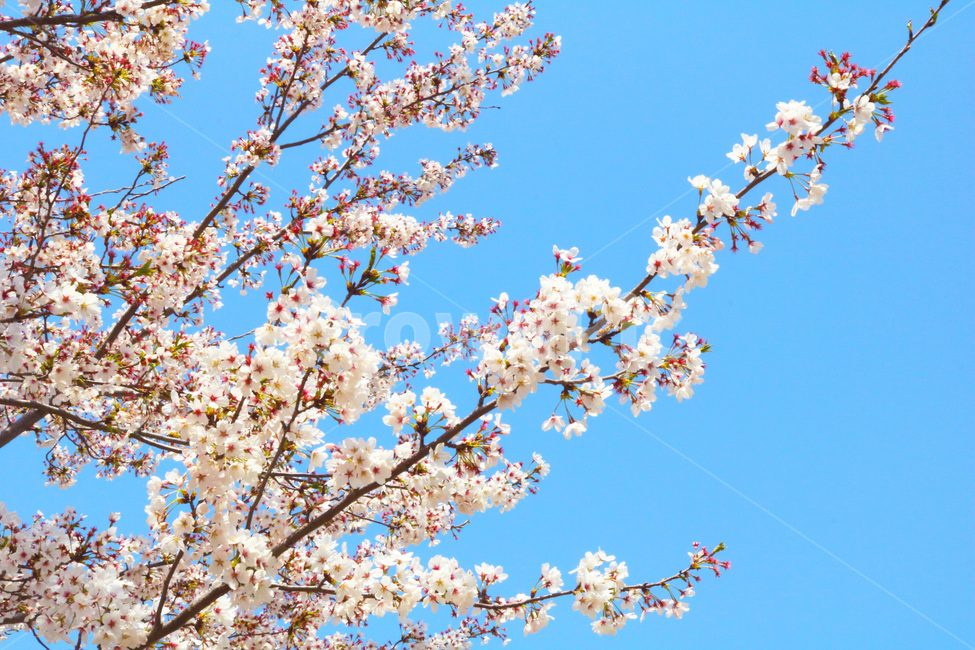 벚꽃,봄,파랑,분홍,사랑,애정,봄,계절,spring,season,plant,식물,flower,꽃,blossom,cherry blossom