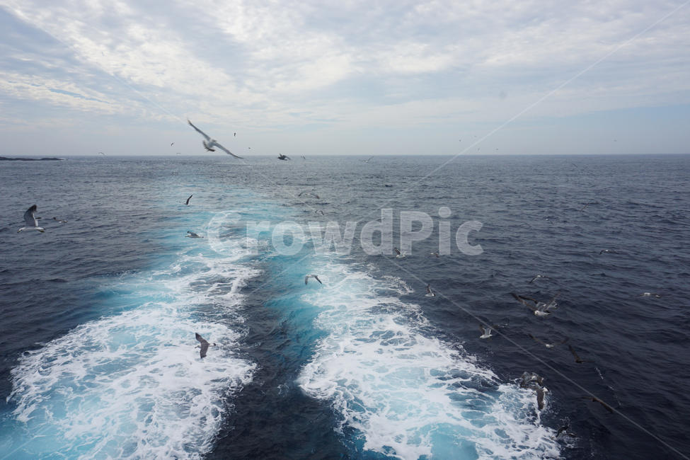 바다,한국,동해,갈매기,theeastsea,sea,여름,파랑,하늘,blue,관광,seagull,자연