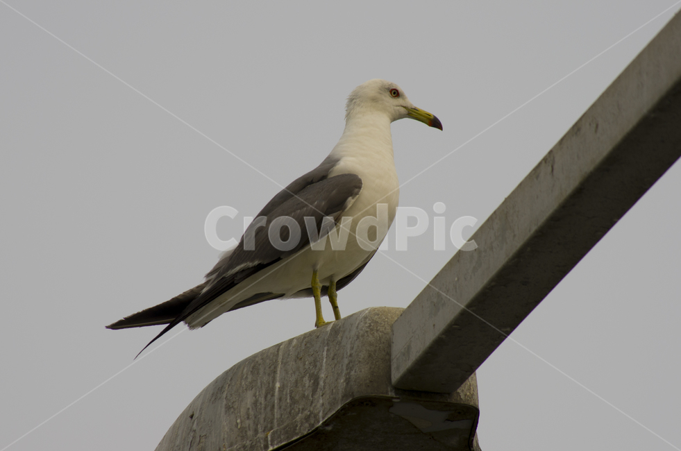 갈매기,새,가로등,해안,바다,감정,감성,자연,계절,뷰티,bird,seagull,gull,sea