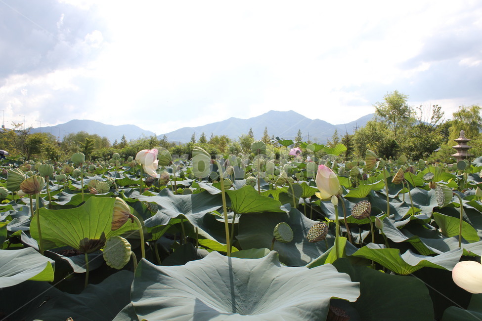 연잎,연꽃,부처님오신날,꽃봉우리,꽃,분홍,자연,초록,잎,잎사귀,green,lotus,lotusleave,leef,nature,연밭,하늘,식물,식물,자연,plants,nature,꽃,flower