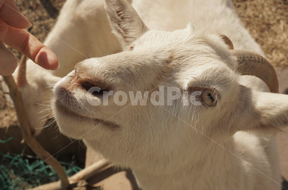 goat,animal,염소,동물,자연