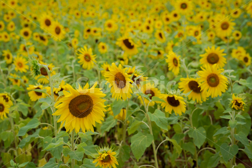 해바라기,흐린날,여름꽃,sunflower,flower,구름,식물,자연,plants,nature,꽃,flower