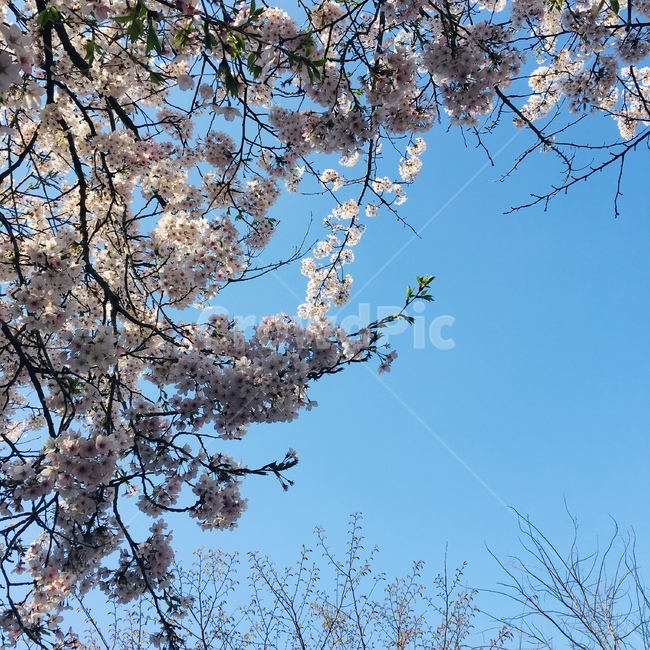 여의도,벚꽃,벚꽃축제,역광,파란하늘,하얀벚꽃,sky,cherryblossomsfestival,yeouidopark,여의도공원,봄,spring