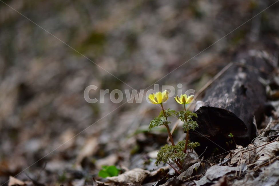 복수초,애기복수초,야생화,봄,꽃,풀꽃,자연,식물,식생,plants,nature,spring,season,flower