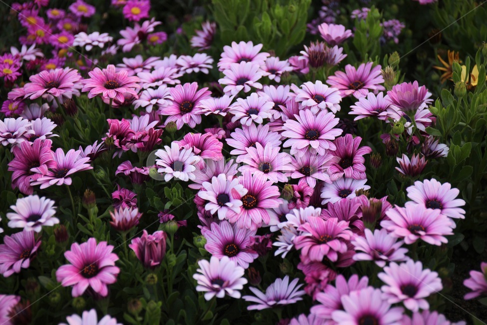 꽃,꽃밭,화훼,플라워,flower,flowergarden