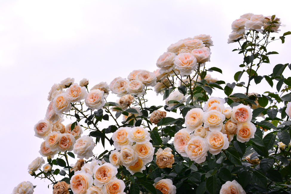 장미,장미꽃,로즈,꽃,아름다움,예쁜,플라워,데코레이션,꽃송이,꽃잎,feeling,rose,flowers,5월,계절의여왕,가시,가든,정원,앞뜰,장미원,장미축제,BEAUTIFUL,plant,garden,꽃밭,수많은,흰색장미,살구색장미,크림색장미,식물,자연,plants,nature,꽃,flower