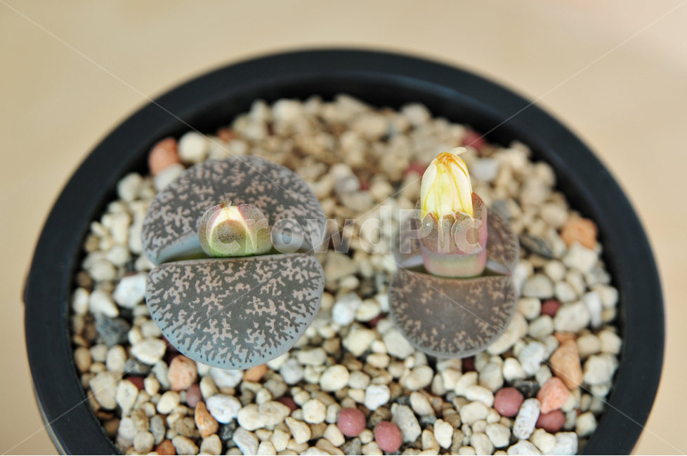 다육이,식물,화분,꽃,다육,레슬리,도로시,식물,자연,plants,nature,실내용화초,화분,화초,house plant