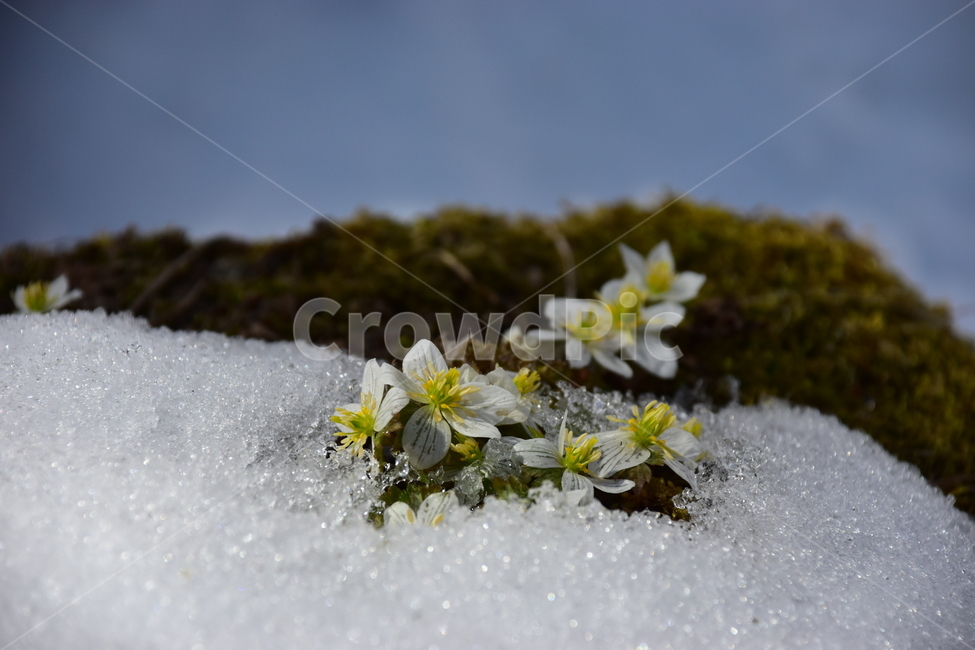 모데미풀,야생화,봄,눈,설중,꽃,풀꽃,자연,식물,식생,감성,힐링,plants,nature,spring,season,flower,emotion,feeling,흰색,초본,너도바람꽃속