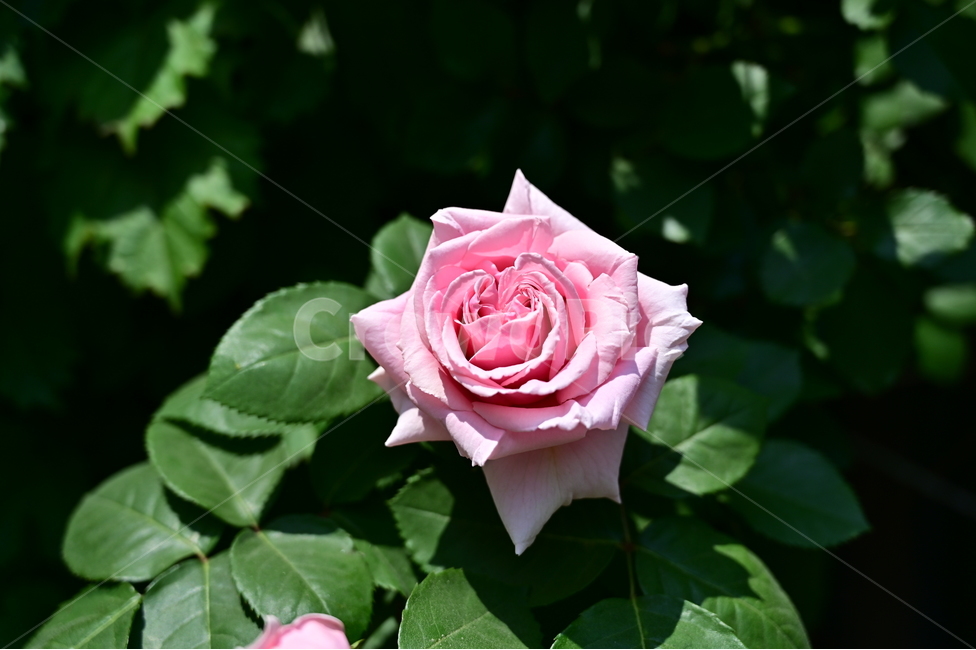 장미,꽃,rose,flower,들장미,분홍색장미,분홍색꽃,꽃다발
