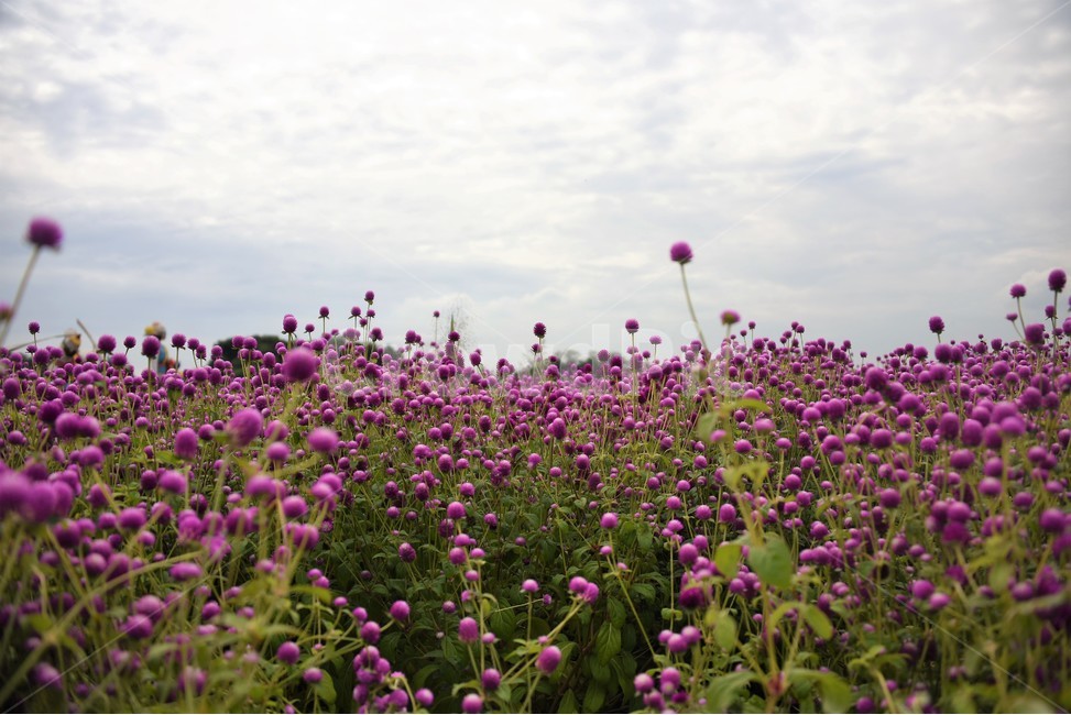양주나리공원,식물,꽃밭,천일홍,꽃말,영원한사랑,보라빛,식물,자연,plants,nature,꽃,flower