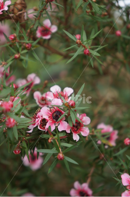 꽃,핑크,여름,flower,배경,배경화면,초록색
