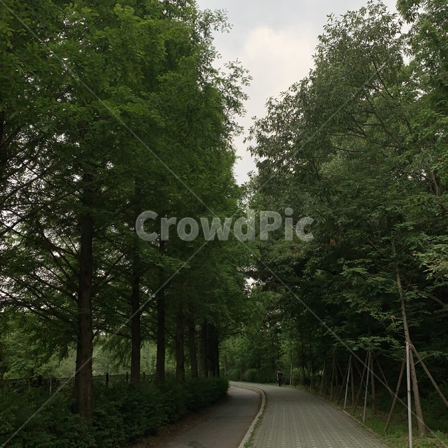 도로,road,tree,나무,울창한나무