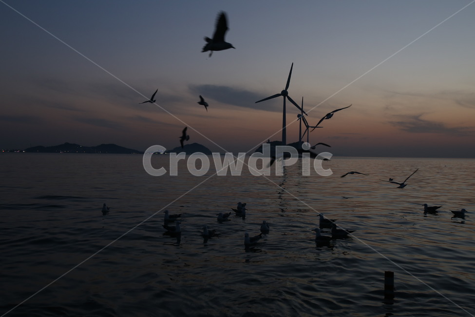 갈매기,바다,서해바다,서해안,밤바다,노을,새,섬,동물,animal,조류,새,birds