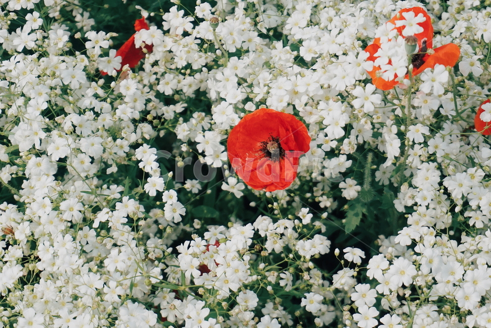 봄꽃,양귀비,울산,울산태화강,봄꽃축제,꽃,수레국화,자연,식물,자연,plants,nature,꽃,flower