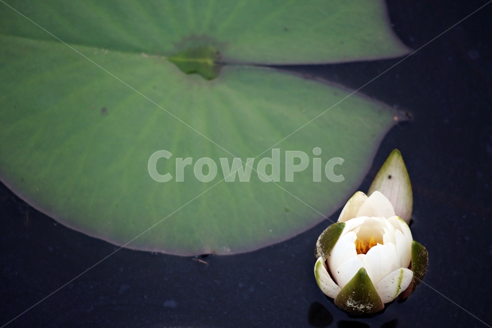 연꽃,고요,연잎,생명,영원회귀,식물,자연,plants,nature,꽃,flower