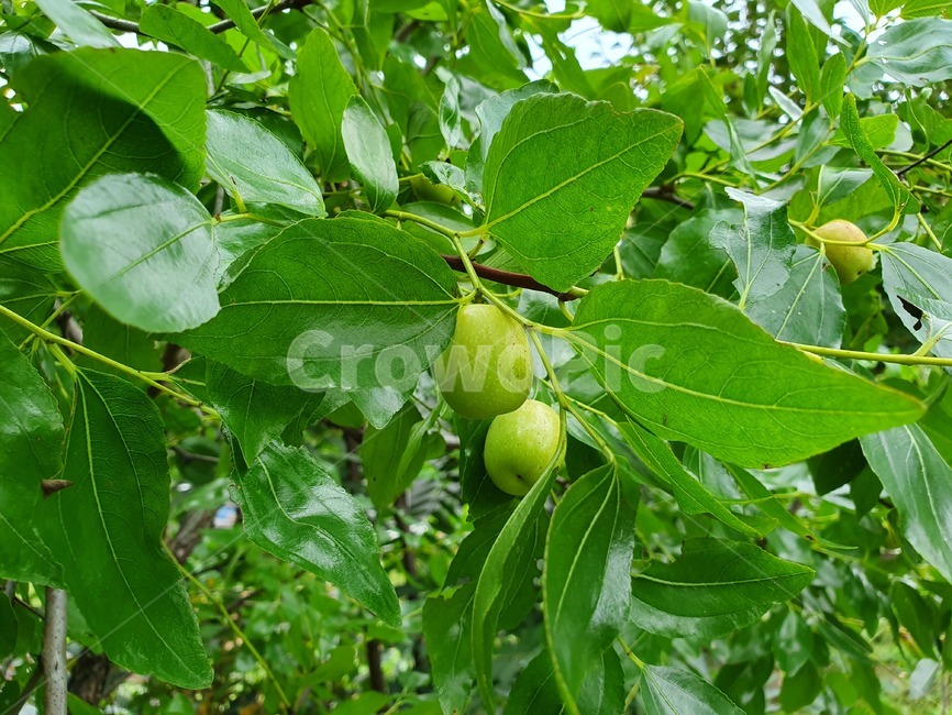 대추,식물,plant,열매,나무,대추나무,자연,nature,시골,농촌,밭,농장,주말농장,green,과일,열매,fruit