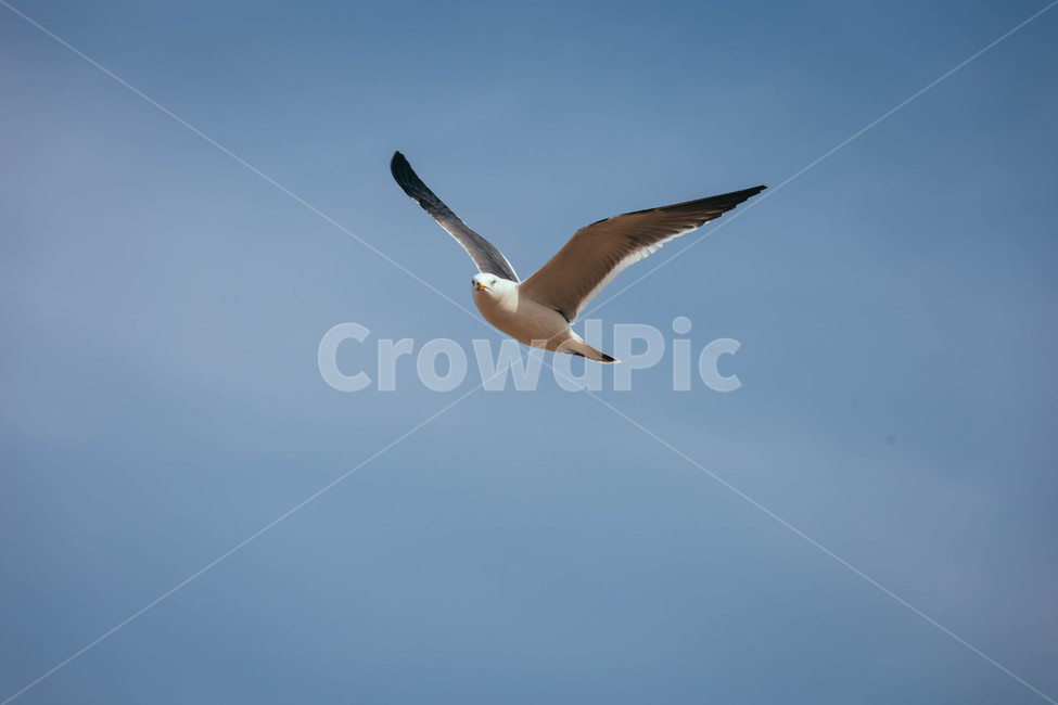 seagull,갈매기,animal,동물,bird,새,flying