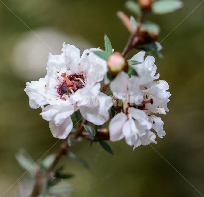봄,꽃,봄나들이,하얀꽃,접사,매크로,봄꽃,봄,계절,spring,season,식물,자연,plants,nature,꽃,flower,plant