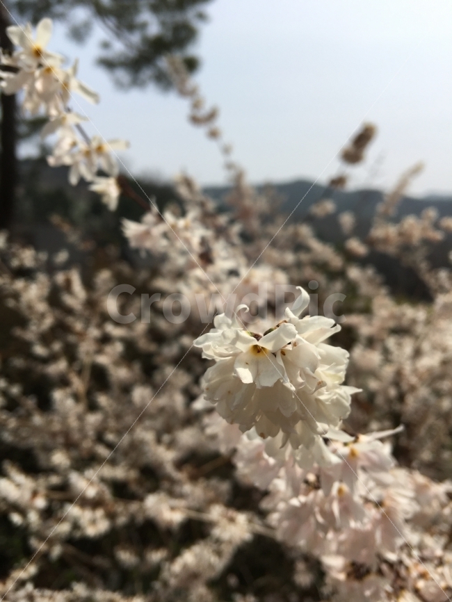 벚꽃,풍경,꽃,봄,축제,봄,계절,spring,season,식물,자연,plants,nature,꽃,flower,plant,blossom,cherry blossom