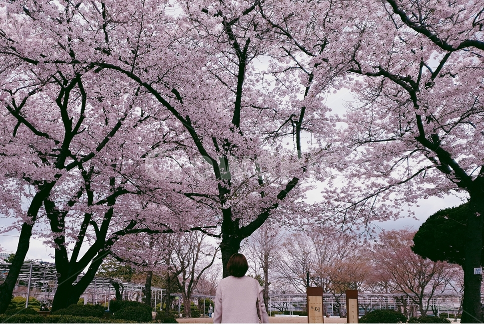 봄,벚꽃,팝콘벚꽃,꽃,핑크,봄,계절,spring,season,사람,인물,인간,human,person,여성,여자,woman,female,lady,plant,식물,cherry blossom,flower,blossom