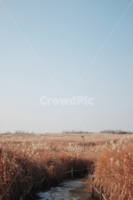 하늘공원,억새,가을,하늘,sky,fall,갈대,가을,계절,fall,autumn,season,자연,풍경,nature,landscape,outdoors,옥외,field,들,grassland,목초지