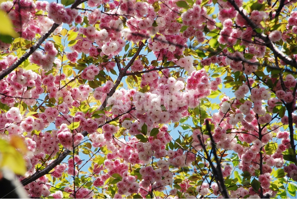 꽃,봄,식물,자연,벚꽃,겹벚꽃,봄,계절,spring,season,식물,자연,plants,nature,꽃,flower,plant,blossom,cherry blossom