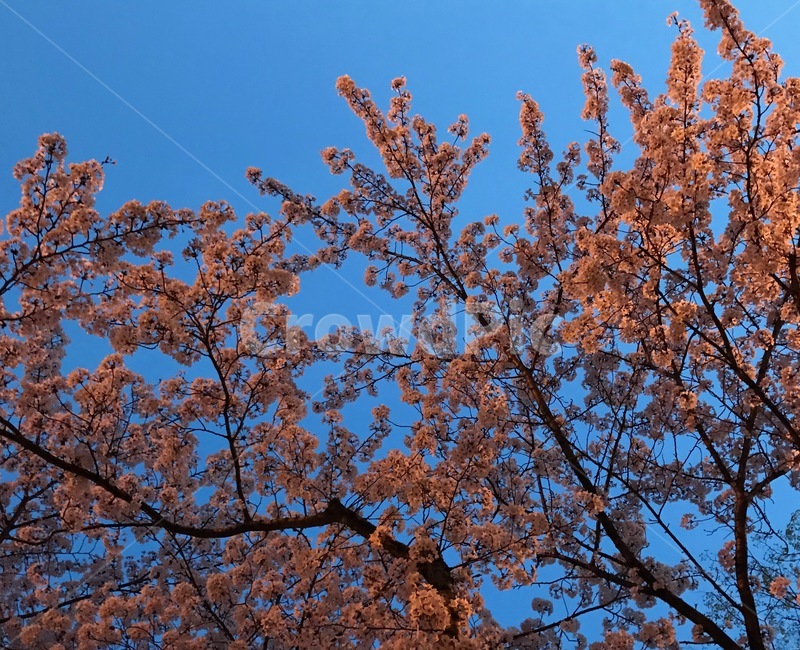 나무,꽃,벚꽃,하늘,벚꽃나무,cherryblossoms,flower,tree,sky,식물,자연,plants,nature,꽃,flower,나무,trees,wood