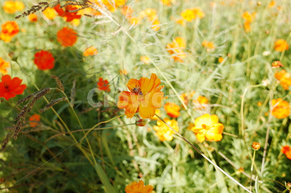 자연,코스모스,꽃,공원,풍경,가을,가을,계절,fall,autumn,season,식물,자연,plants,nature,꽃,flower,plant,geranium,제라늄,blossom
