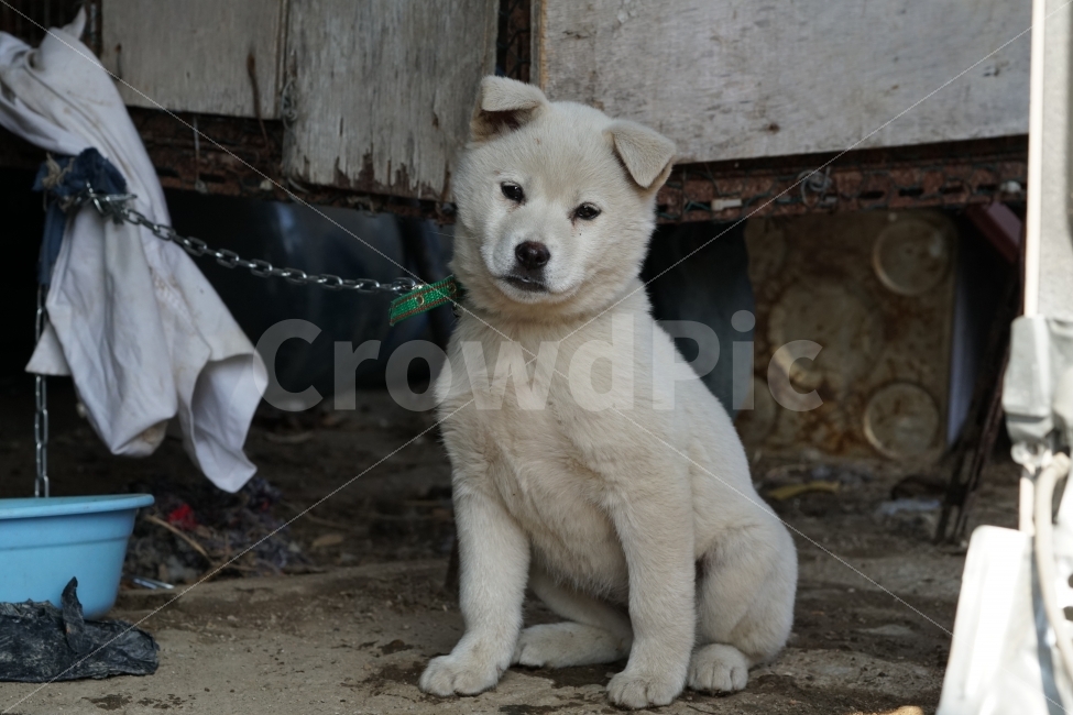 진돗개,진돌이,멍멍이,흰둥이,강아지,반려견,반려동물,애완견,애완동물,동물,집지키는개,개,시골,귀염둥이,귀여운,dog,snap,snpshot,스냅,스냅사진,스넵,스넵사진,감성,감성사진,힐링,힐링사진,cute,pretty,백구,새끼,animal,포유류,동물,animal,개,강아지,dog,doggy,포유류,mammal