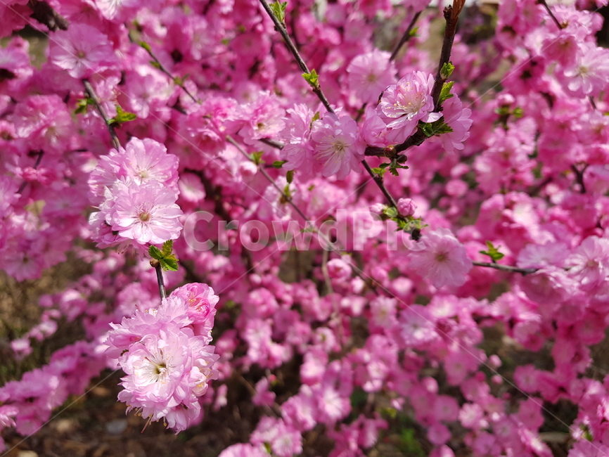 야생화,분홍꽃,봄꽃,배경,배경화면,식물,자연,plants,nature,꽃,flower