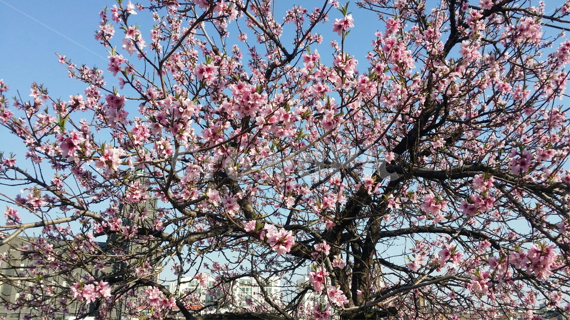 plant,식물,flower,blossom,꽃,cherryblossom,벚꽃