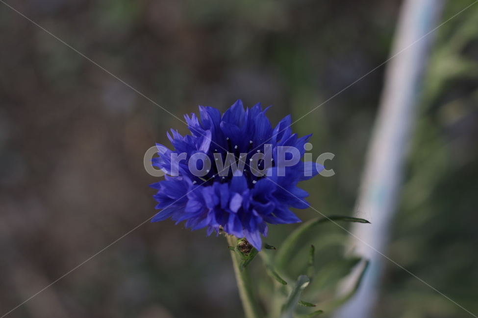 야생화,봄,꽃,wildflower,spring