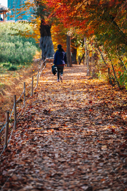 낙엽길,길,풍경,단풍,올림픽공원,계절,가을,가을,계절,fall,autumn,season,사람,인물,인간,human,person,tree,나무,plant,식물