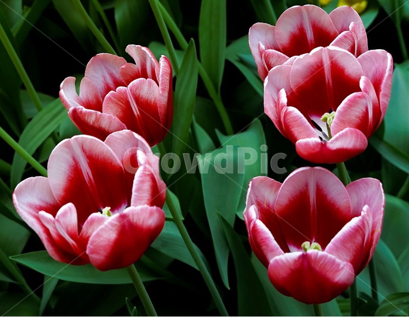 튤립,봄,bloom,꽃,식물,자연,화사함,꽃향기,tulip,colorful,floral,flower,gardenflowers,happymind,life,nature,plant,spring봄,spring,식물,자연,plants,nature,꽃,flower