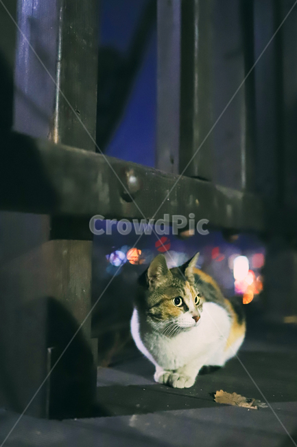 고양이,산고양이,길고양이,냥냥이,삼색고양이,동물,animal,포유류,mammal,고양이,cat,kitten,kitty
