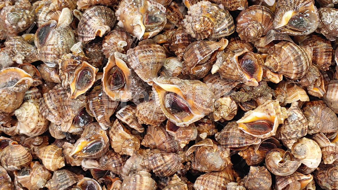 소라,참소라,수산물,어패류,해물,국거리,먹거리,음식,푸드,seafood,food,수산시장,어시장,해산물,식자재,식재료,국내산,토종,국산,동물,해양생물,배경,바탕,백그라운드,shellfish,clam,animal,무척추동물,seashell,싱싱한,신선한,fresh,조개,수산물,해산물,fishery products,seafood