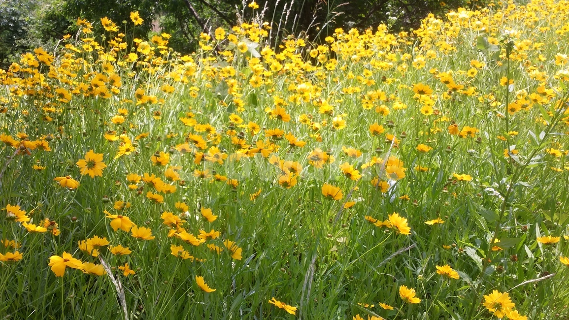 꽃,노란꽃,예쁜꽃,꽃배경,바람에흔들리는꽃,꽃,flower