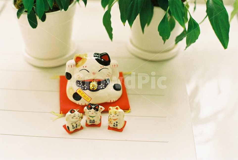 인형,고양이,일본,마네키네코,japan,cat,doll,행운,복,fortune,lucky,화분,식물,pot,plants,leaf,구성,연출,사물,물건,오브젝트,thing,object,matter