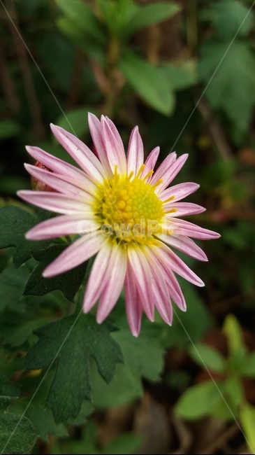식물,blossom,daisy,데이지,꽃,코스모스,daisies,plant,식물,자연,plants,nature,꽃,flower