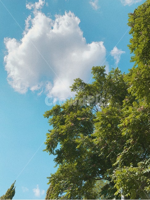 tree,나무,식물,자연,nature