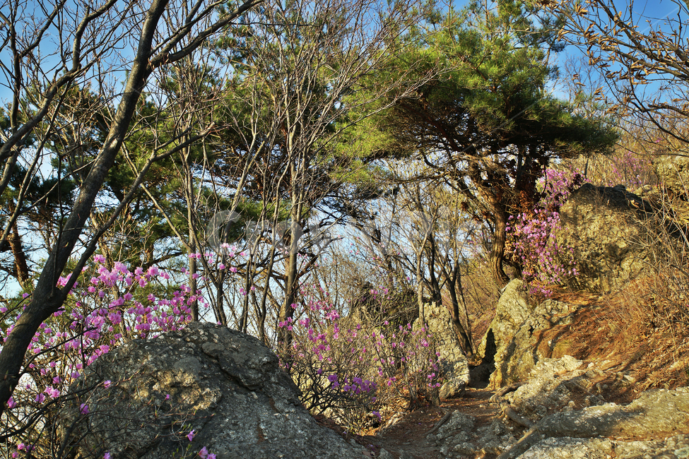 모락산,바위,암석,진달래,자연,등산로