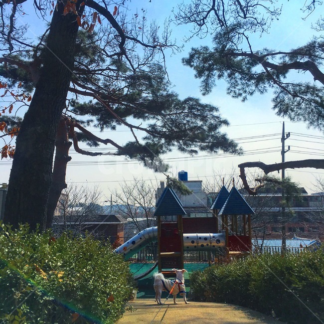 강아지,반려견,산책,말티즈,공원,산책로