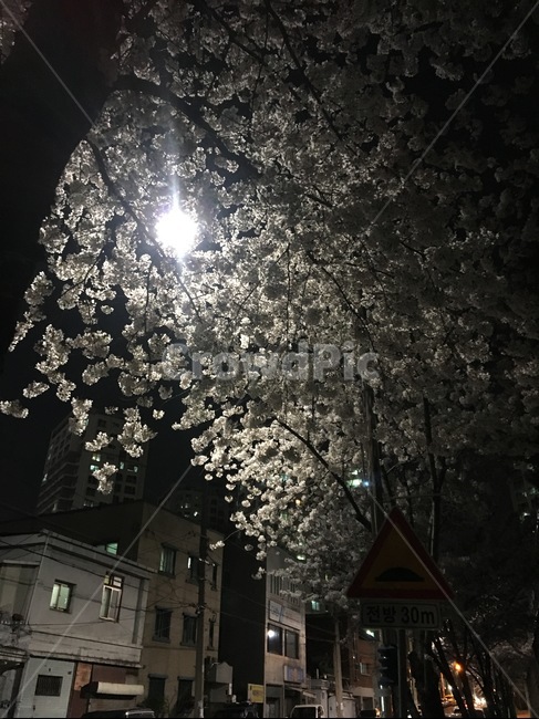 봄,벚꽃,풍경,밤하늘,밤,하늘