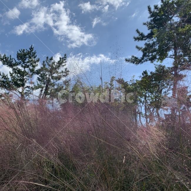 plant,식물,grass,나무,tree,분홍색,핑크색,핑크뮬리,하늘,초록색,소나무