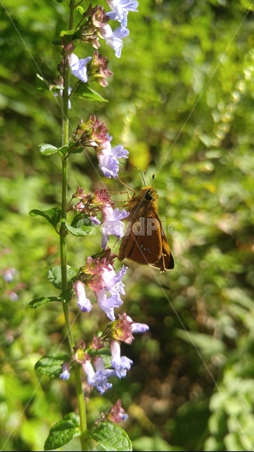 나비,야생화,꽃,숲,산,동물,animal,곤충,벌레,insect,bug