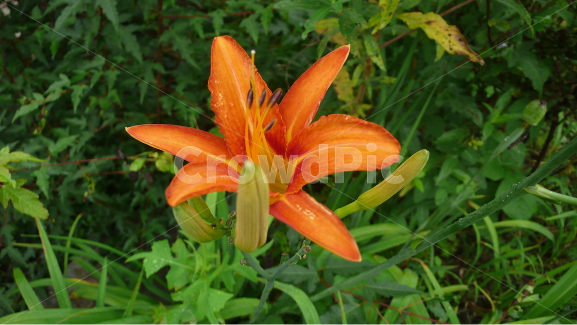 꽃,자연,식물,나리꽃,주황색,식물,자연,plants,nature,꽃,flower