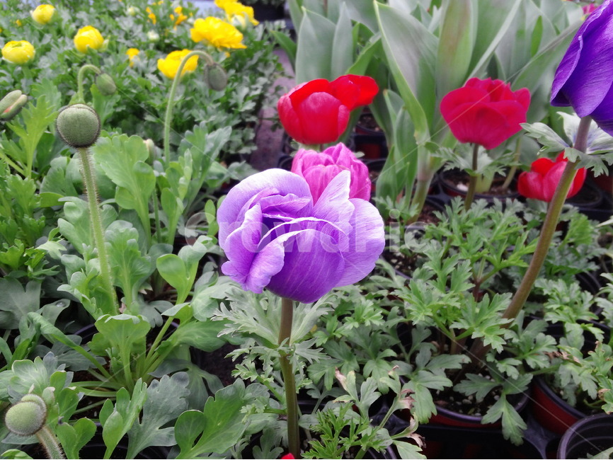아네모네,보라색,꽃,노랑색,빨강색,화초,봄,식물,자연,plants,nature,꽃,flower