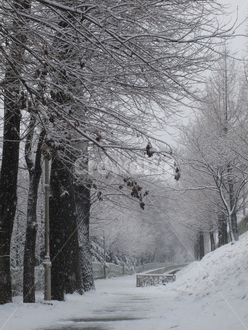forest,canonG10,snow scene,snow flower,G10,tree,winter,snowy road,canon G10,way,canon,snowy scenery,accumulated snow,road,snow,snow photo,Yangjae Citizens Forest