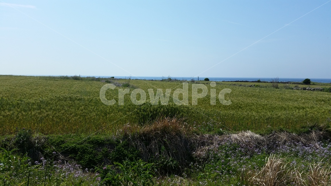 언덕,청보리,들판,초원,동산,고개,평지,풍경,구릉,평원,평야,hill,hillock,koppie